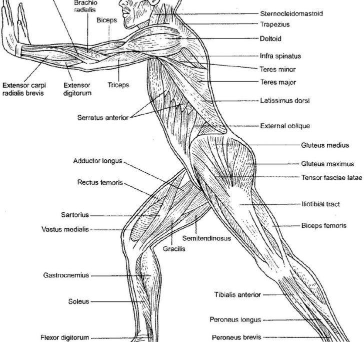 Anatomy Coloring Pages Anatomy And Physiology Coloring Workbookles Of The Trunkle Book Free Anatomy Coloring Pages Anatomy And Physiology Coloring Workbookles Of The Trunkle Book Free