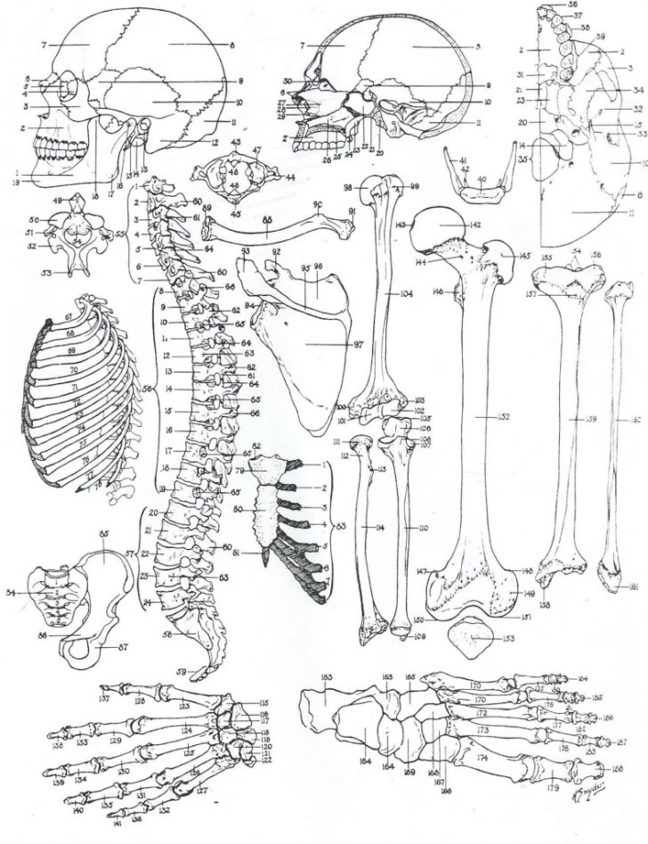 Anatomy Coloring Pages Anatomy Coloring Book Animals Save Free Animal Pages Inside Wuming Anatomy Coloring Pages Anatomy Coloring Book Animals Save Free Animal Pages Inside Wuming