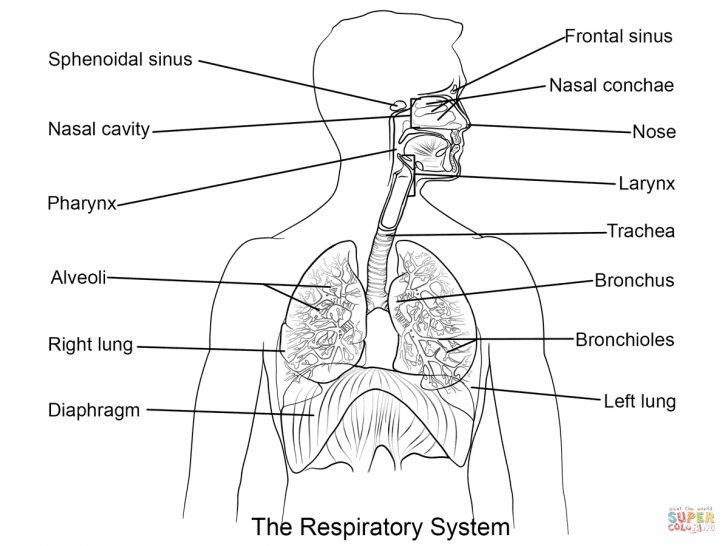 Anatomy Coloring Pages Anatomy Coloring Pages Free Coloring Pages Anatomy Coloring Pages Anatomy Coloring Pages Free Coloring Pages