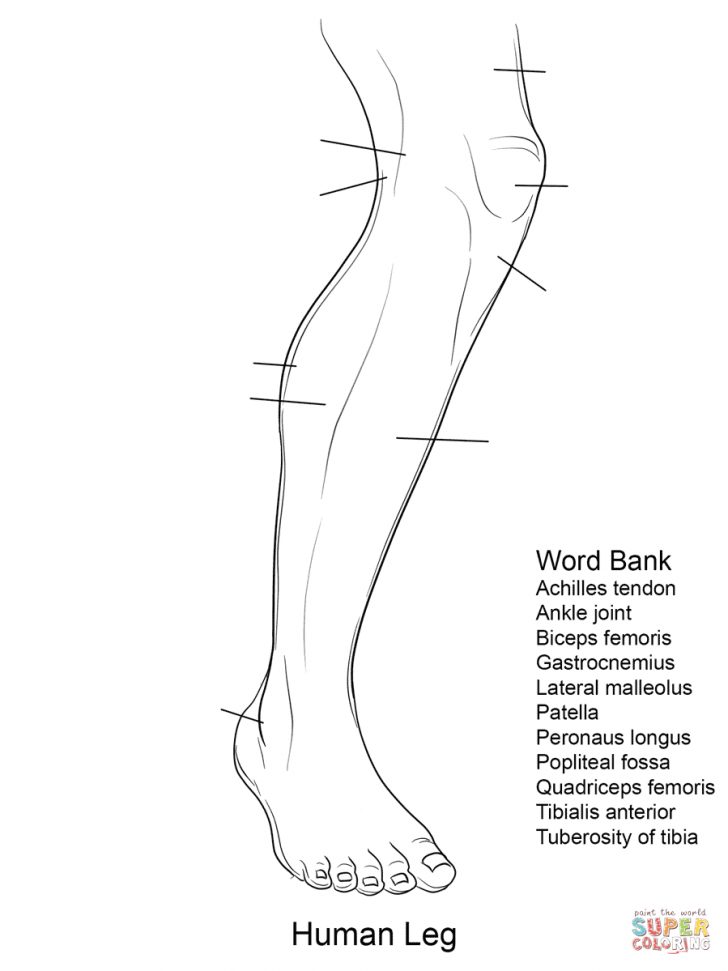 Anatomy Coloring Pages Anatomy Coloring Pages Free Coloring Pages Anatomy Coloring Pages Anatomy Coloring Pages Free Coloring Pages