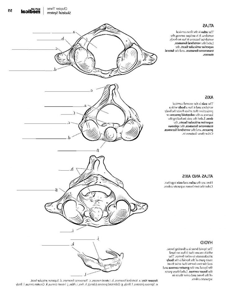 Anatomy Coloring Pages Anatomy Coloring Pages Muscles Elegant Netter Anatomy Coloring Book Anatomy Coloring Pages Anatomy Coloring Pages Muscles Elegant Netter Anatomy Coloring Book