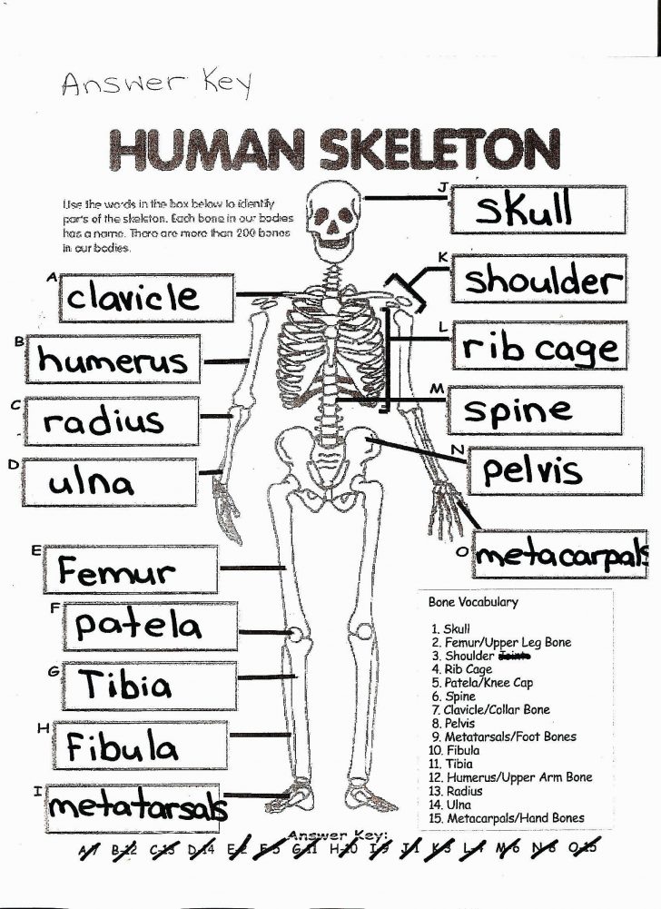 Anatomy Coloring Pages Coloring Page Free Printable Human Anatomy Coloring Pages Anatomy Coloring Pages Coloring Page Free Printable Human Anatomy Coloring Pages