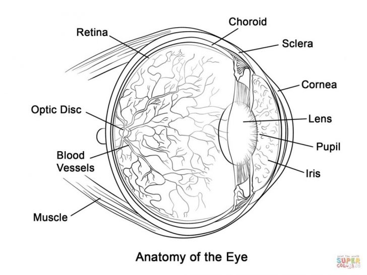 Anatomy Coloring Pages Coloring Page Human Eye Anatomy Coloring Page Free Printable Pages Anatomy Coloring Pages Coloring Page Human Eye Anatomy Coloring Page Free Printable Pages
