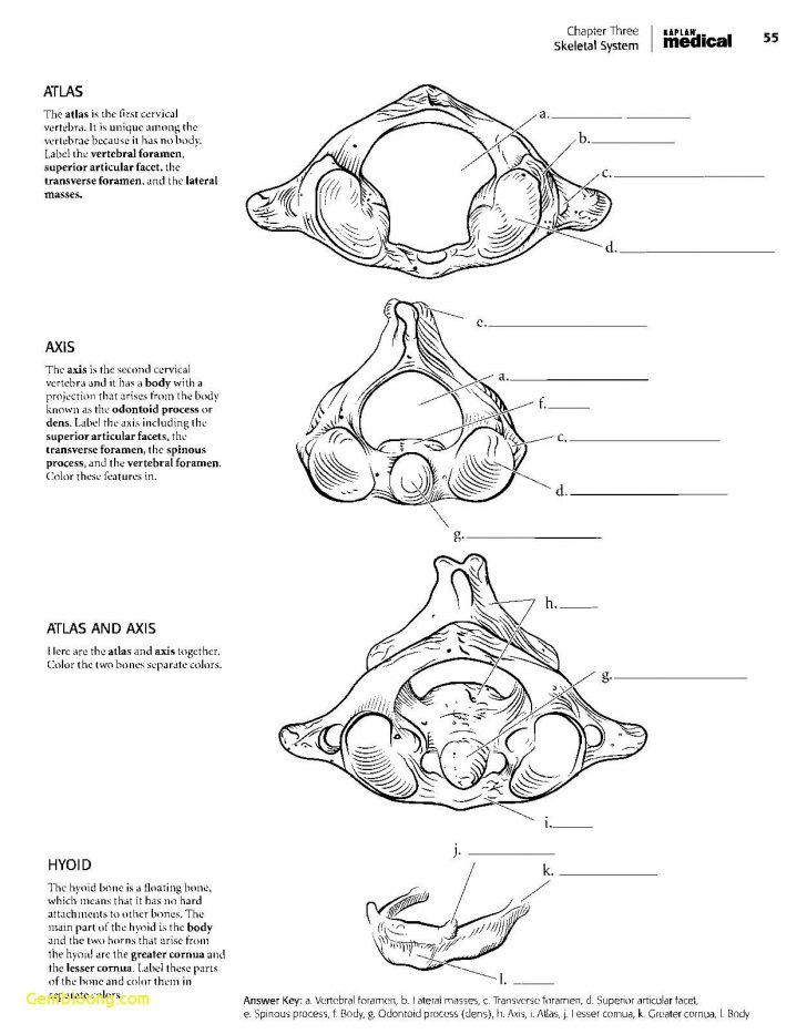 Anatomy Coloring Pages Coloring Pages 47 Phenomenal The Anatomy Coloring Book Pdf Picture Anatomy Coloring Pages Coloring Pages 47 Phenomenal The Anatomy Coloring Book Pdf Picture