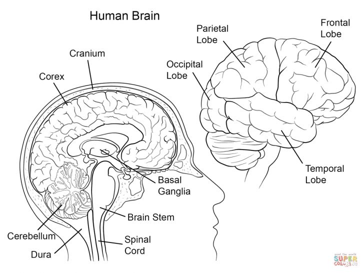 Anatomy Coloring Pages Coloring Pages Human Brain Anatomy Coloring Page Coloring Home 59207 Anatomy Coloring Pages Coloring Pages Human Brain Anatomy Coloring Page Coloring Home 59207