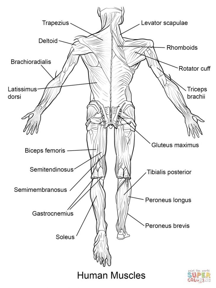 Anatomy Coloring Pages Free Anatomy Coloring Pages 18 Printable Human 0 Futurama Anatomy Coloring Pages Free Anatomy Coloring Pages 18 Printable Human 0 Futurama