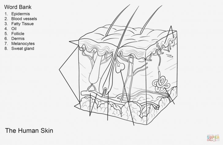 Anatomy Coloring Pages Fresh Skin Anatomy Coloring Pages Xpire Anatomy Coloring Pages Fresh Skin Anatomy Coloring Pages Xpire