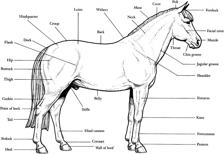 Anatomy Coloring Pages Horse Anatomy Coloring Pages Animal Coloring Pages Of Anatomy Coloring Pages Horse Anatomy Coloring Pages Animal Coloring Pages Of
