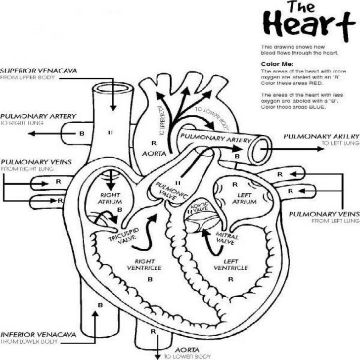Anatomy Coloring Pages Human Anatomy Coloring Sheets Fresh Human Anatomy Coloring Pages At Anatomy Coloring Pages Human Anatomy Coloring Sheets Fresh Human Anatomy Coloring Pages At
