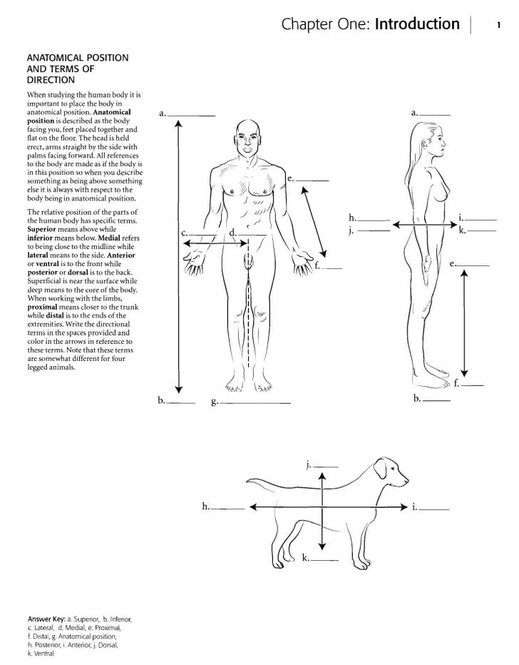 Anatomy Coloring Pages Kaplan Anatomy Coloring Book Anatomy And Coloring Books Coloring Anatomy Coloring Pages Kaplan Anatomy Coloring Book Anatomy And Coloring Books Coloring