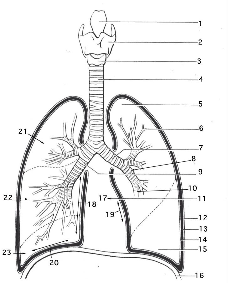 Anatomy Coloring Pages Lung Anatomy Coloring Page Respiratory System Pages335935 Anatomy Coloring Pages Lung Anatomy Coloring Page Respiratory System Pages335935