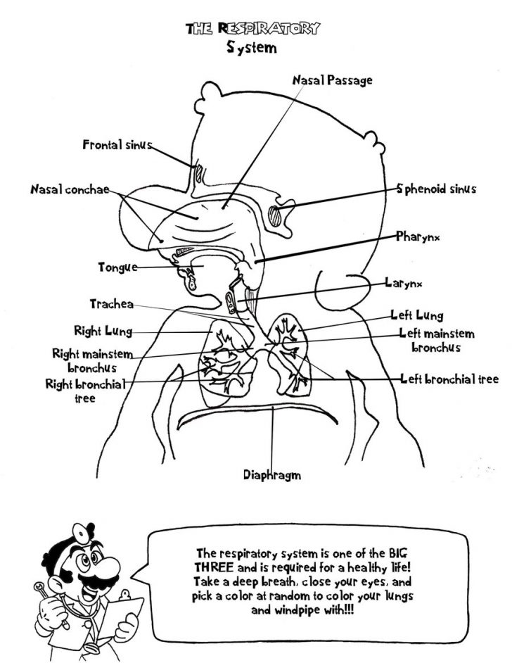 Anatomy Coloring Pages More Like Doctor Marios Anatomy Coloring Book Page 18463 Anatomy Coloring Pages More Like Doctor Marios Anatomy Coloring Book Page 18463