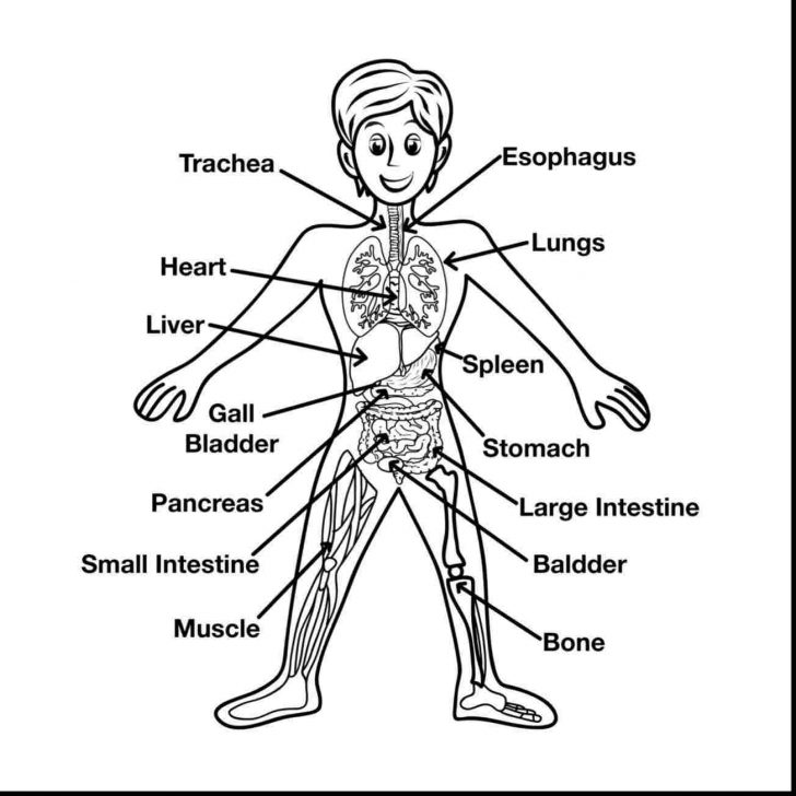 Anatomy Coloring Pages Pages Seomybrandcomrhseomybrandcom Page Cool Rhseomybrandcom Anatomy Anatomy Coloring Pages Pages Seomybrandcomrhseomybrandcom Page Cool Rhseomybrandcom Anatomy