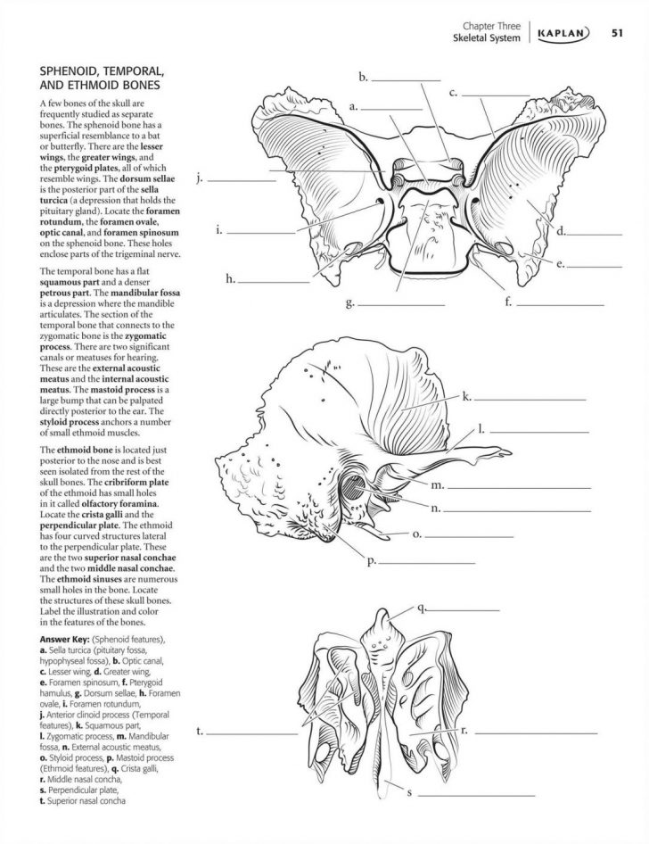 Anatomy Coloring Pages Veterinary Anatomy Coloring Pages Nervous System Muscles Free Anatomy Coloring Pages Veterinary Anatomy Coloring Pages Nervous System Muscles Free