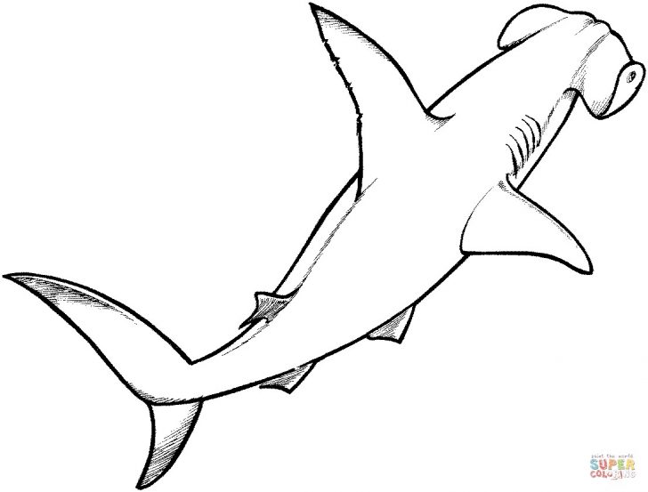 Coloring Pages Sharks Ba Shark Coloring Pages Collections Of Sharks 1 Telematik Coloring Pages Sharks Ba Shark Coloring Pages Collections Of Sharks 1 Telematik