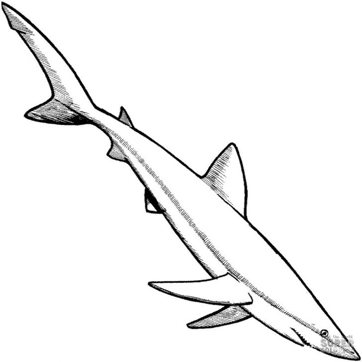 Coloring Pages Sharks Prehistoric Shark Coloring Pages Sharks Sketch Get Coloring Page Coloring Pages Sharks Prehistoric Shark Coloring Pages Sharks Sketch Get Coloring Page