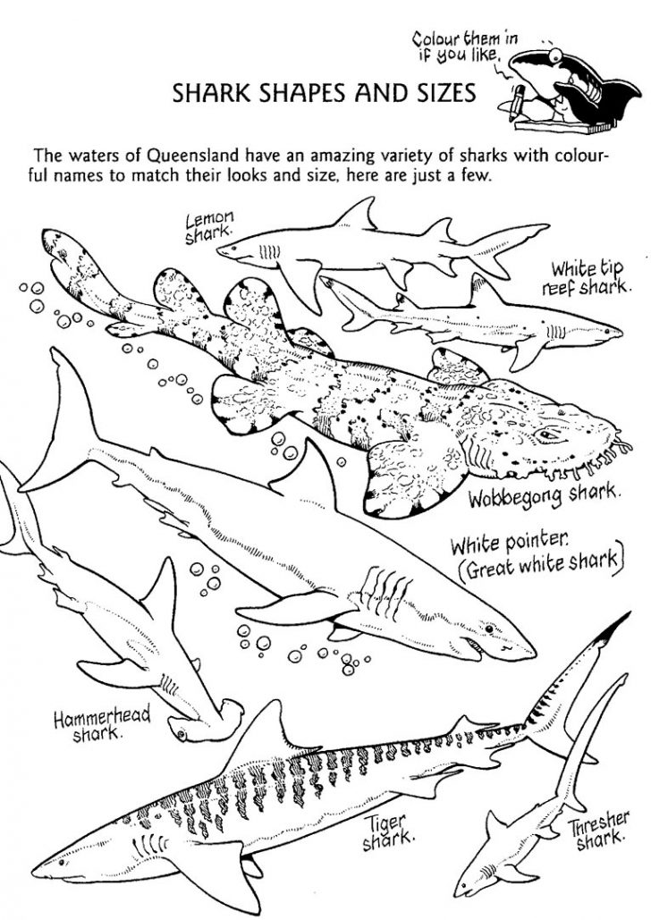 Coloring Pages Sharks Printable Coloring Pages For Kids Shrak With Coloring Page Tiger Coloring Pages Sharks Printable Coloring Pages For Kids Shrak With Coloring Page Tiger
