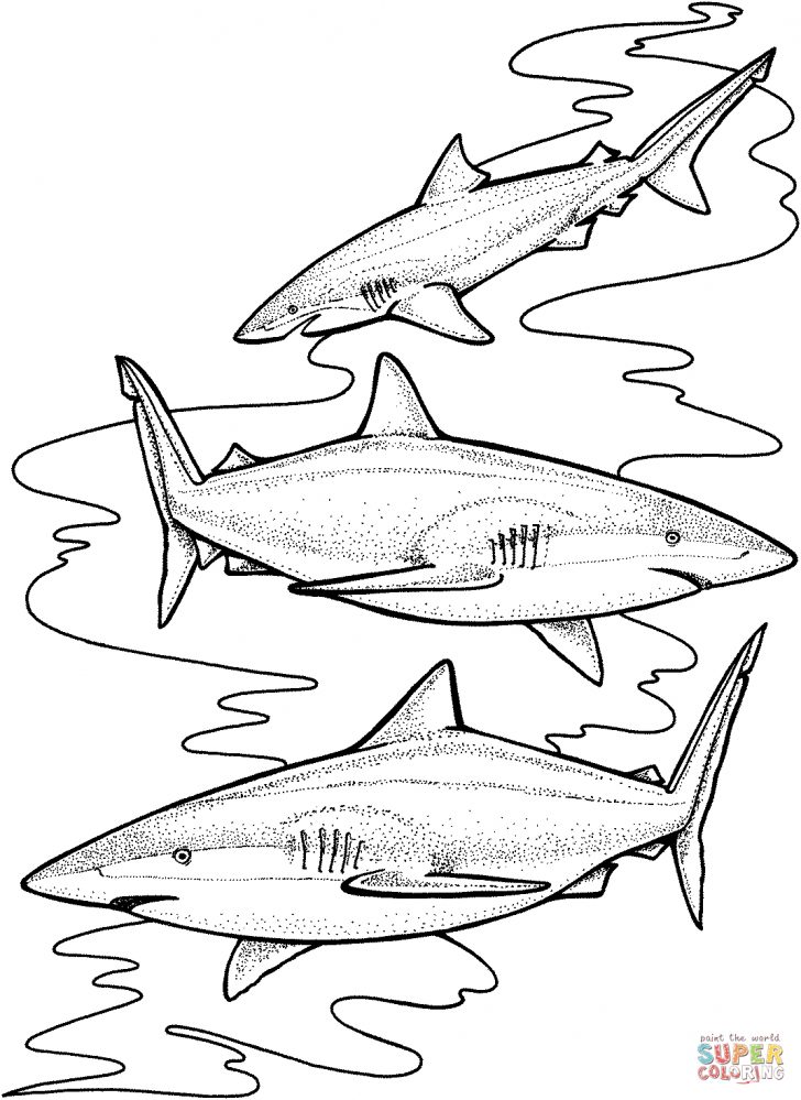 Coloring Pages Sharks Three Tiger Sharks Coloring Page Free Printable Coloring Pages Coloring Pages Sharks Three Tiger Sharks Coloring Page Free Printable Coloring Pages