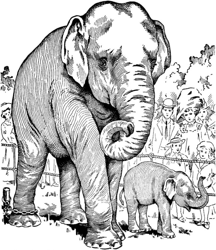 Elephant Adult Coloring Pages Adult Coloring Pages Elephant 18 Y Realistic African Within For Elephant Adult Coloring Pages Adult Coloring Pages Elephant 18 Y Realistic African Within For