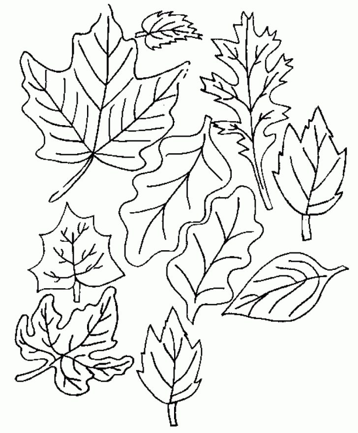 Fall Tree Coloring Pages Elm Tree Coloring Pages Fall Tree Coloring Pages Elm Tree Coloring Pages