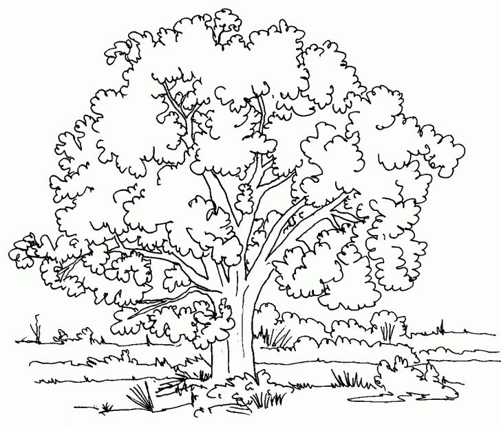 Fall Tree Coloring Pages Free Printable Fall Tree Coloring Pages Color Bros Fall Tree Coloring Pages Free Printable Fall Tree Coloring Pages Color Bros