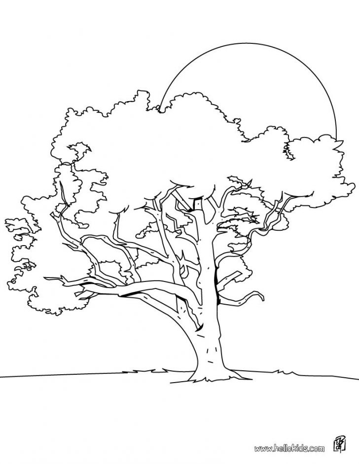 Fall Tree Coloring Pages Lime Tree Coloring Page Source 8dk In Tree Coloring Page Coloring Fall Tree Coloring Pages Lime Tree Coloring Page Source 8dk In Tree Coloring Page Coloring