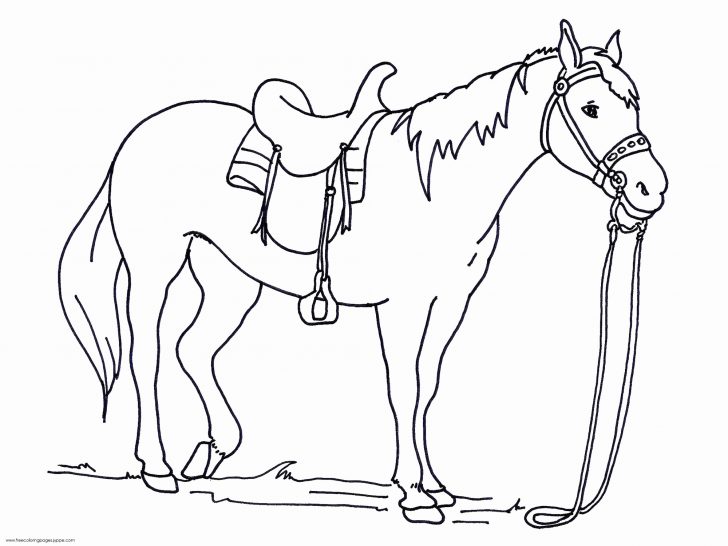Free Horse Coloring Pages Admirable Ideas Of Free Horse Coloring Pages Turnofthepageco Free Horse Coloring Pages Admirable Ideas Of Free Horse Coloring Pages Turnofthepageco