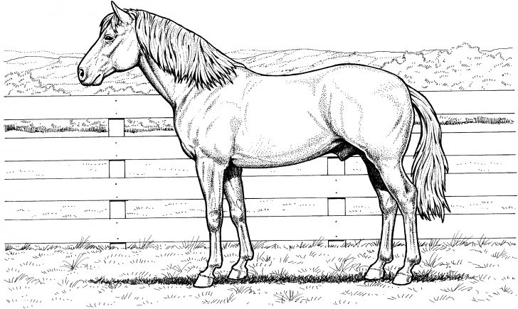 Free Horse Coloring Pages Free Horse Coloring Pages Free Horse Coloring Pages Free Horse Coloring Pages