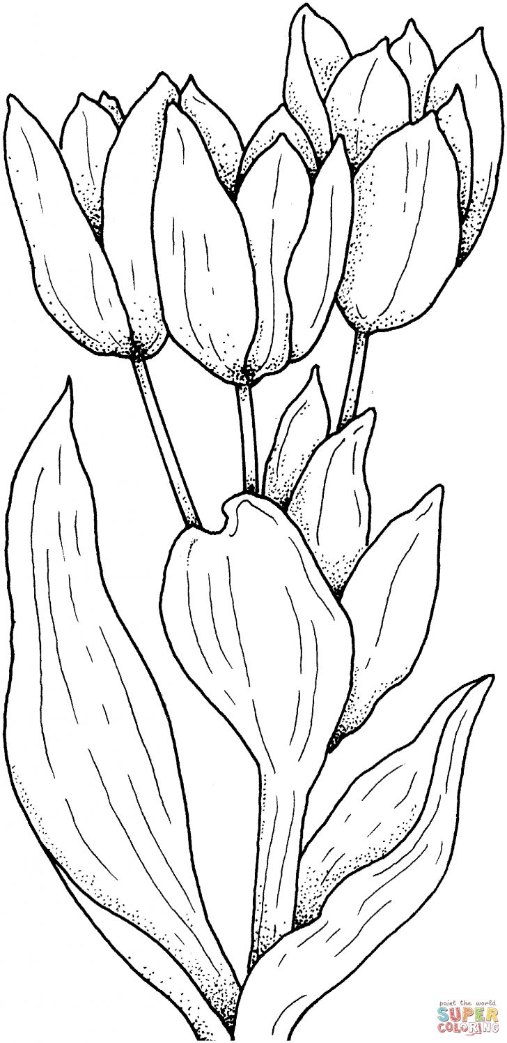 Free Printable Flower Coloring Pages Tulips Flower Coloring Page Free Printable Coloring Pages Free Printable Flower Coloring Pages Tulips Flower Coloring Page Free Printable Coloring Pages
