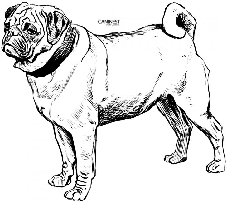 Golden Retriever Coloring Page Coloring Pages Draw A Golden Retriever Courtoisieng Golden Retriever Coloring Page Coloring Pages Draw A Golden Retriever Courtoisieng