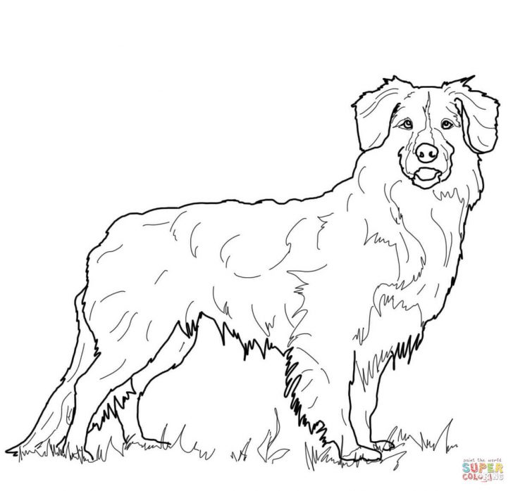 Golden Retriever Coloring Page Golden Retriever Coloring Page Free Printable Coloring Pages Golden Retriever Coloring Page Golden Retriever Coloring Page Free Printable Coloring Pages
