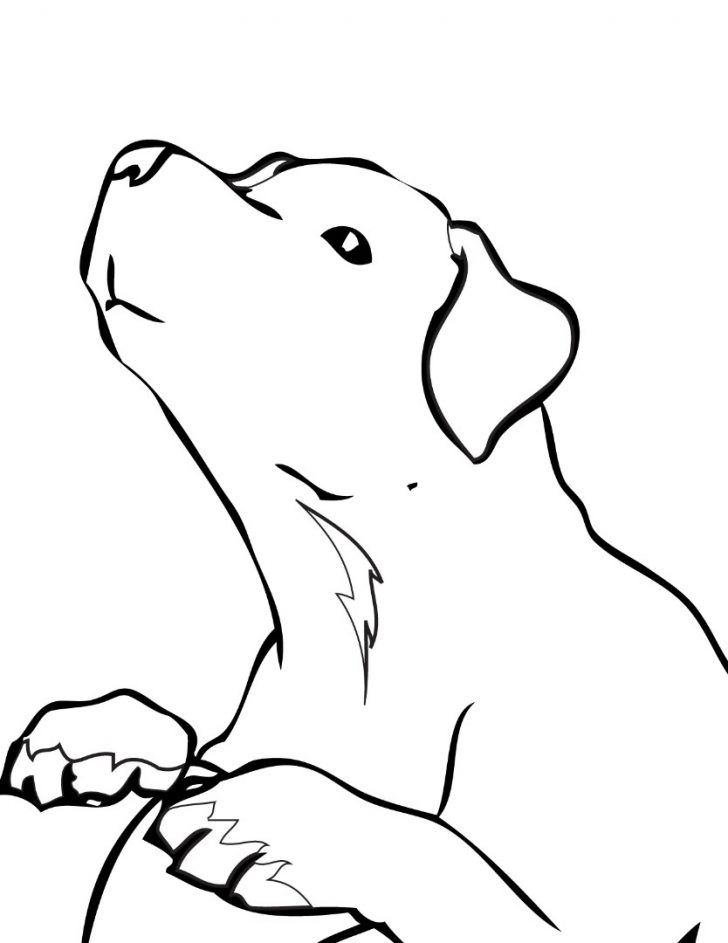 Golden Retriever Coloring Page Golden Retriever Coloring Pages To Download And Print For Free Golden Retriever Coloring Page Golden Retriever Coloring Pages To Download And Print For Free