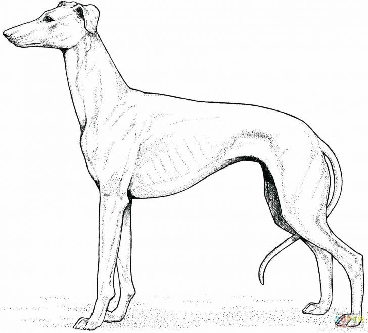 Golden Retriever Coloring Page Golden Retriever Drawing At Getdrawings Free For Personal Use Golden Retriever Coloring Page Golden Retriever Drawing At Getdrawings Free For Personal Use