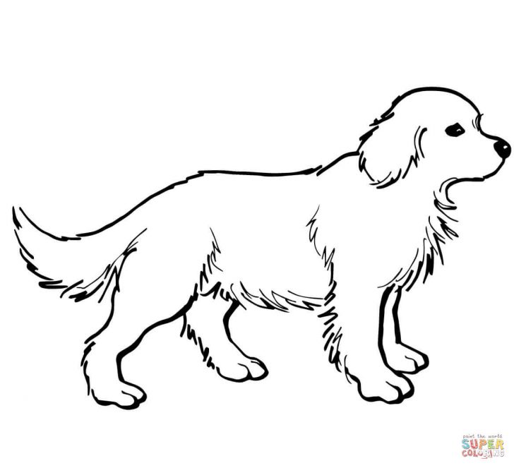 Golden Retriever Coloring Page Golden Retriever Puppy Coloring Page Free Printable Coloring Pages Golden Retriever Coloring Page Golden Retriever Puppy Coloring Page Free Printable Coloring Pages