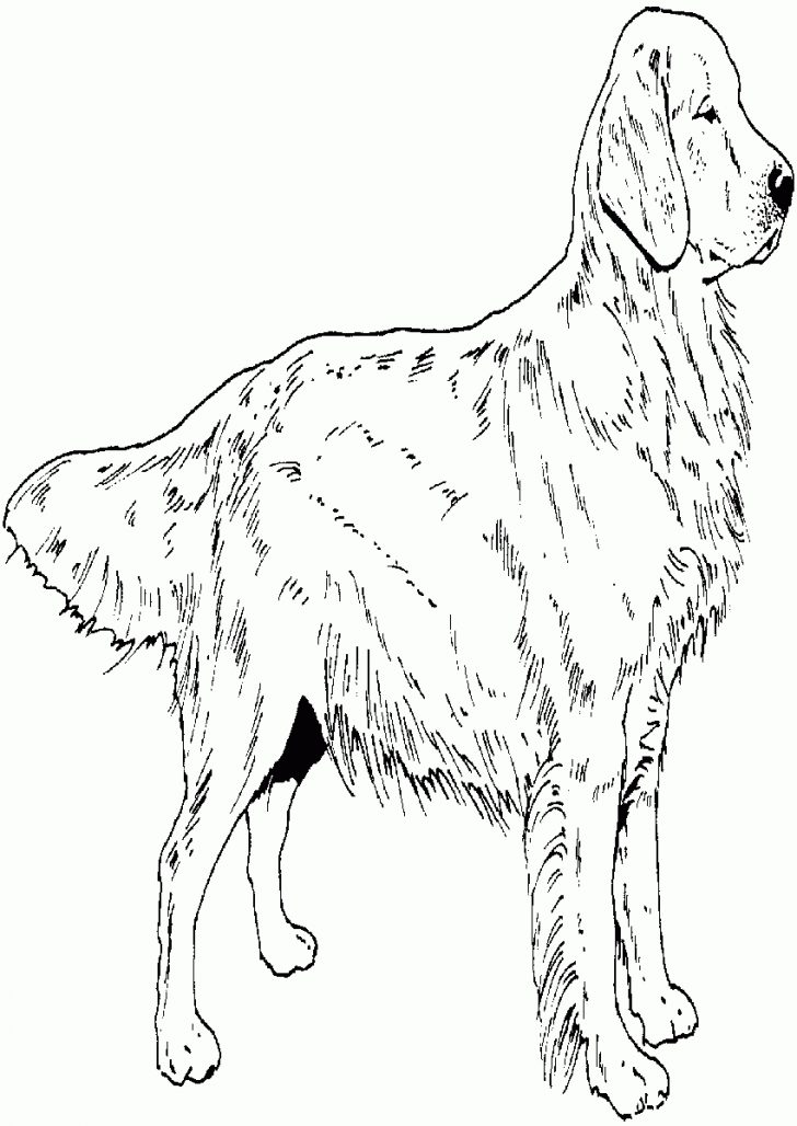 Golden Retriever Coloring Page Golden Retriever Puppy Coloring Pages Printable Best Coloring Golden Retriever Coloring Page Golden Retriever Puppy Coloring Pages Printable Best Coloring