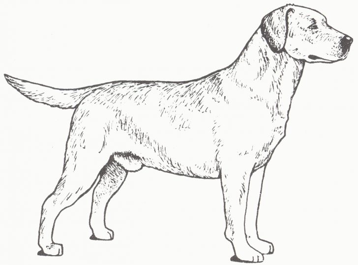 Golden Retriever Coloring Page New Golden Retriever Coloring Pages Colin Bookman Golden Retriever Coloring Page New Golden Retriever Coloring Pages Colin Bookman
