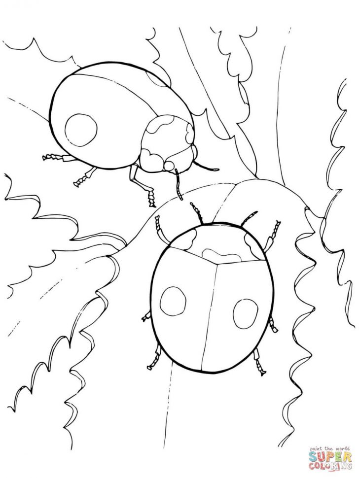 Ladybug Coloring Page Ladybug Coloring Page Colouring Sheets No Spots Free Pages Printable Ladybug Coloring Page Ladybug Coloring Page Colouring Sheets No Spots Free Pages Printable