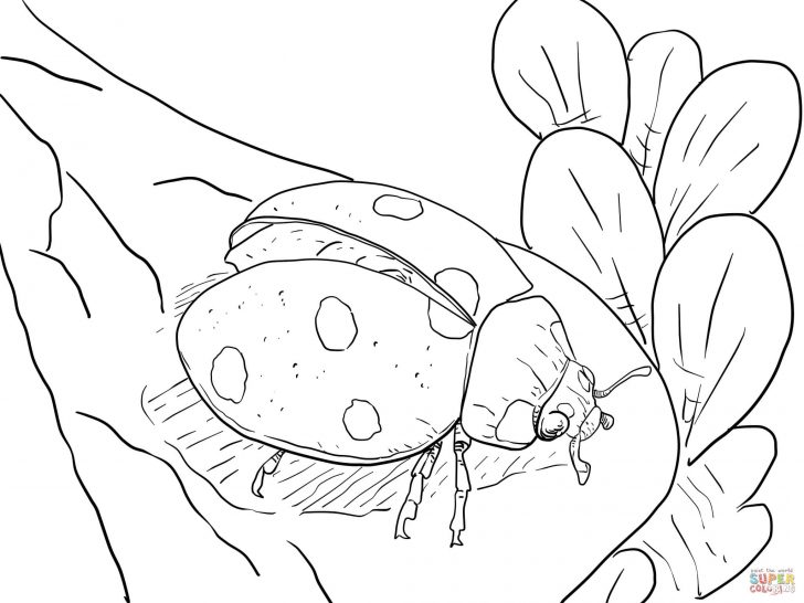 Ladybug Coloring Page Ladybug Coloring Pages Free Coloring Pages Ladybug Coloring Page Ladybug Coloring Pages Free Coloring Pages