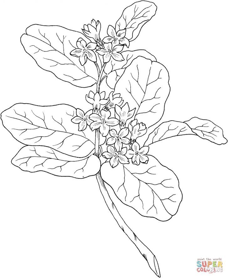 Mayflower Coloring Page Mayflower Drawing At Getdrawings Free For Personal Use Mayflower Coloring Page Mayflower Drawing At Getdrawings Free For Personal Use