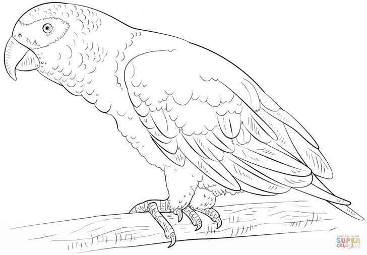 Parrot Coloring Pages African Grey Parrot Coloring Page Free Printable Coloring Pages Parrot Coloring Pages African Grey Parrot Coloring Page Free Printable Coloring Pages