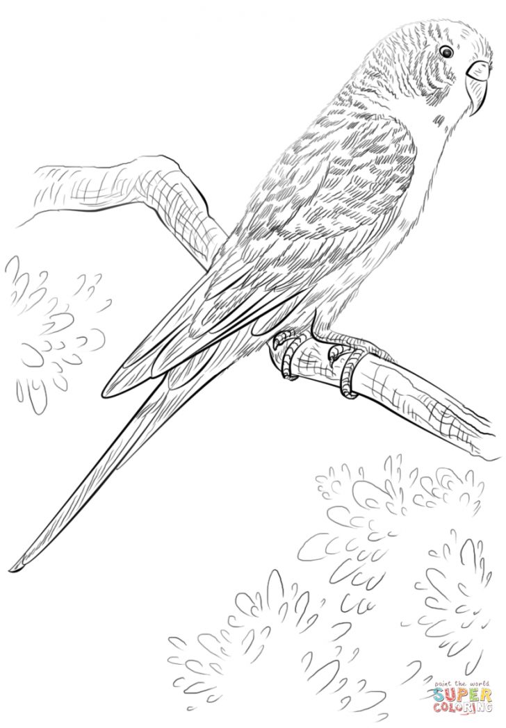 Parrot Coloring Pages Budgie Parrot Coloring Page Free Printable Coloring Pages Parrot Coloring Pages Budgie Parrot Coloring Page Free Printable Coloring Pages