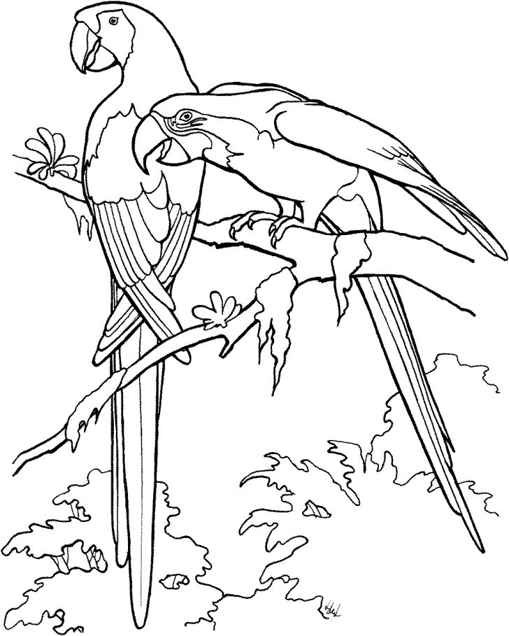 Parrot Coloring Pages Free Parrot And Macaw Coloring Pages Parrot Coloring Pages Free Parrot And Macaw Coloring Pages