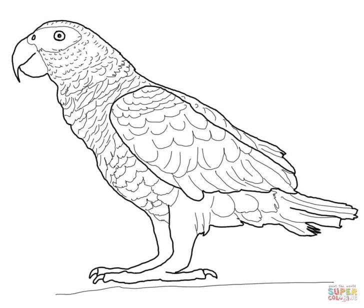 Parrot Coloring Pages Parrots Coloring Pages Free Coloring Pages Parrot Coloring Pages Parrots Coloring Pages Free Coloring Pages