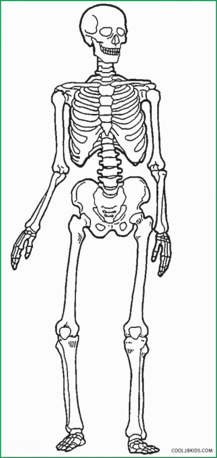 Skeleton Coloring Pages Bones Coloring Pages Unique Human Skeleton Coloring Page Skeleton Coloring Pages Bones Coloring Pages Unique Human Skeleton Coloring Page
