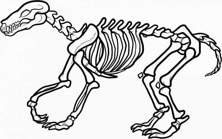 Skeleton Coloring Pages Dinosaur Skeleton Coloring Pages Printable Coloring Pages Skeleton Coloring Pages Dinosaur Skeleton Coloring Pages Printable Coloring Pages
