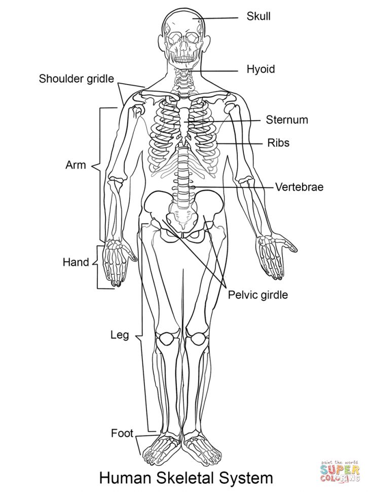 Skeleton Coloring Pages Human Skeleton Coloring Page Free Printable Coloring Pages Skeleton Coloring Pages Human Skeleton Coloring Page Free Printable Coloring Pages