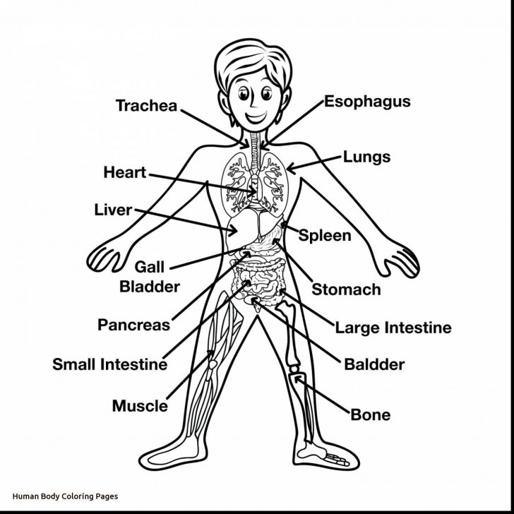 Skeleton Coloring Pages Human Skeleton Coloring Pages At Getdrawings Free For Personal Skeleton Coloring Pages Human Skeleton Coloring Pages At Getdrawings Free For Personal