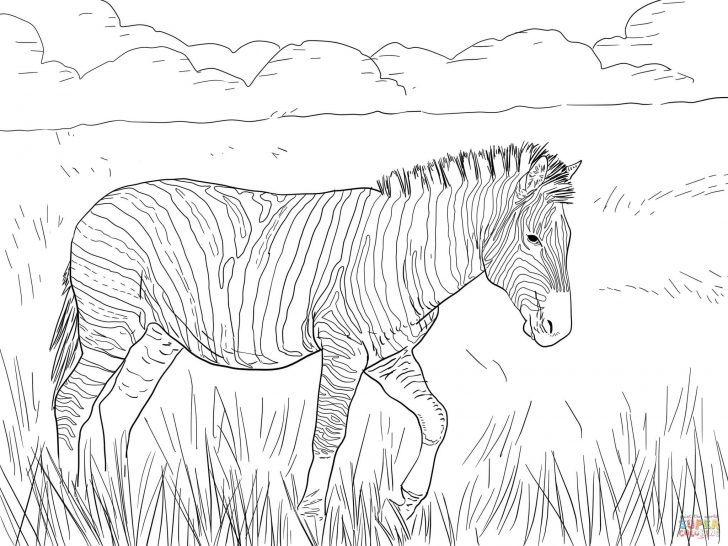 Zebra Coloring Pages Zebra Coloring Pages Ba Zebra Coloring Pages Printable Coloring Zebra Coloring Pages Zebra Coloring Pages Ba Zebra Coloring Pages Printable Coloring