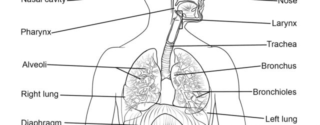 Anatomy Coloring Pages Anatomy Coloring Pages Free Coloring Pages