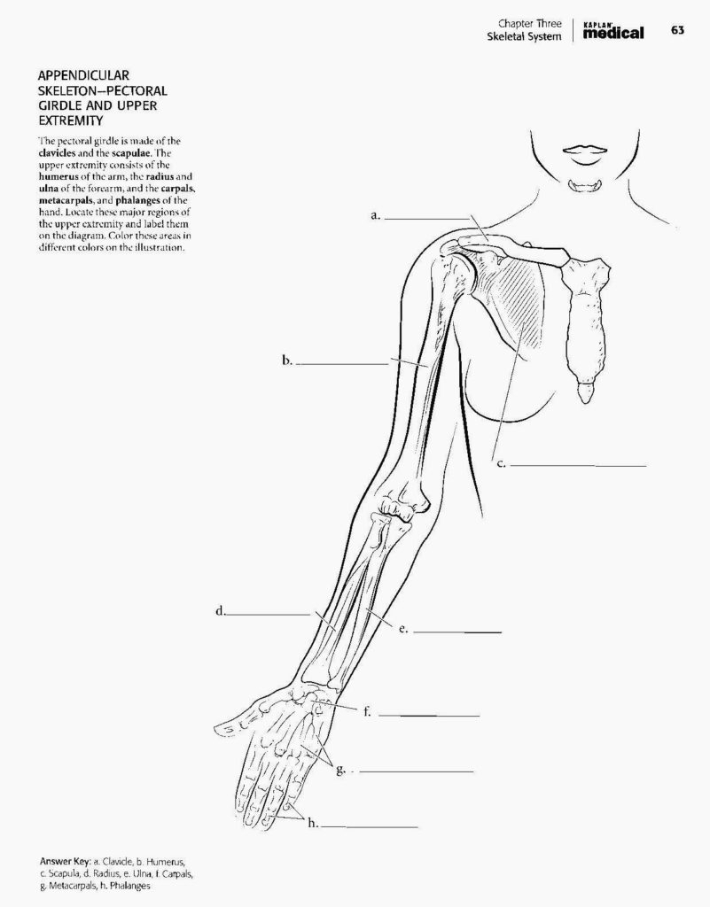 Anatomy Coloring Pages Coloring Pages Veterinary Anatomy Coloring Book
